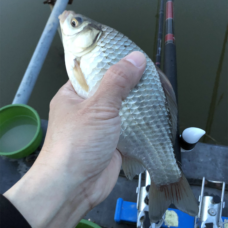 2018년 고막지 첫수