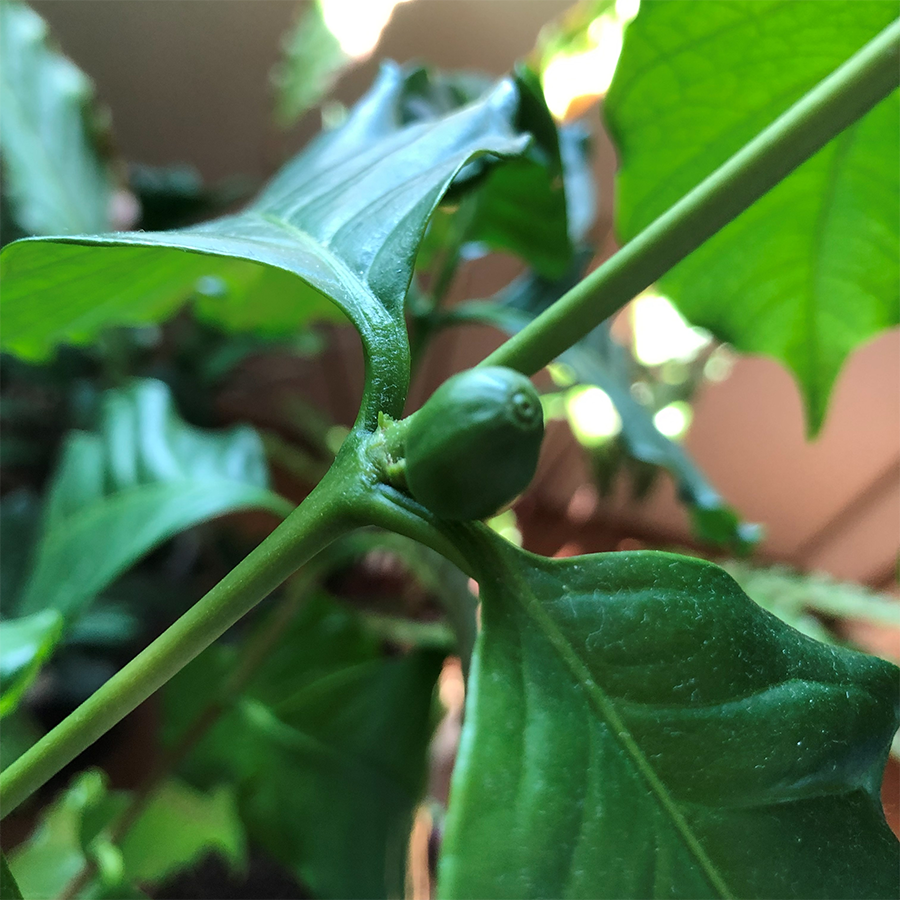 커피나무 열매맺다.