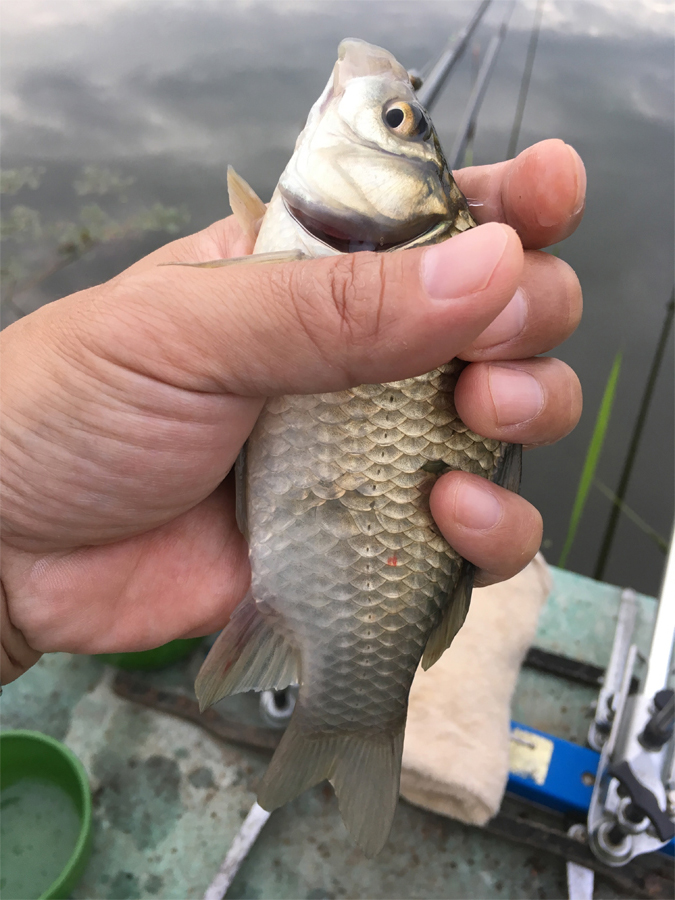 오랜만에 고막지 붕어