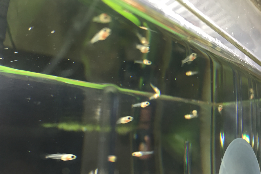 수고했어. 구피.