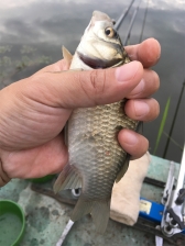 오랜만에 고막지 붕어